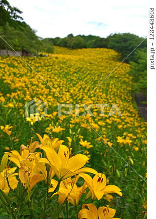 静岡県　可睡ゆりの園　一面のゆりの花 128448608