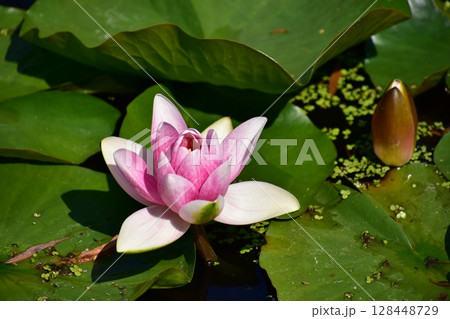 スイレン 128448729