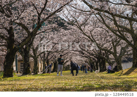 浜松市の船明ダムの桜並木の風景(静岡県) 128449518