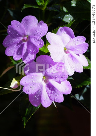 サンパチェンス 128449575