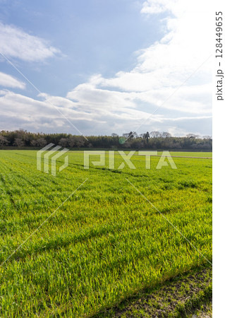 麦畑の成長の定点撮影1-2、2025.3.20 128449655