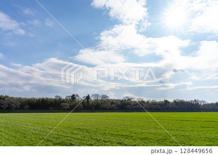 麦畑の成長の定点撮影1-3、2025.3.20 128449656