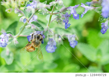 キャットミントの蜜を吸うミツバチ キャットミントの蜜を吸うミツバチ 128449729