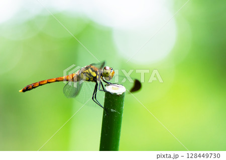 枝に止まるアカトンボ 128449730