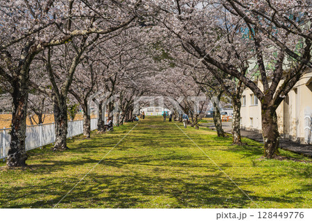 浜松市の船明ダムの桜並木の風景(静岡県) 128449776