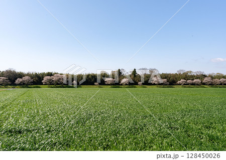 麦畑の成長の定点撮影2-1、2025.4.16.成長途上 128450026