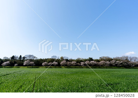 麦畑の成長の定点撮影2-3、2025.4.16.成長途上 128450028