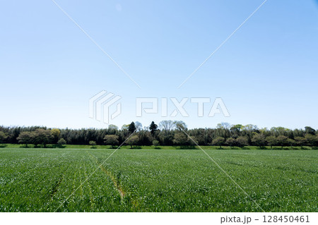 麦畑の成長の定点撮影3-1、2025.4.21.成長途上 麦畑の成長の定点撮影3-1、2025.4.21.成長途上 128450461