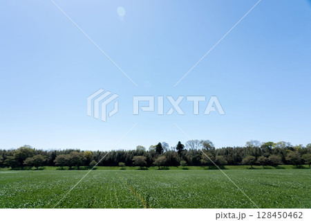 麦畑の成長の定点撮影3-2、2025.4.21.成長途上 128450462