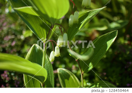 「心の痛みがわかる人」の花言葉を持つ、アマドコロ（甘野老）の花。 128450464