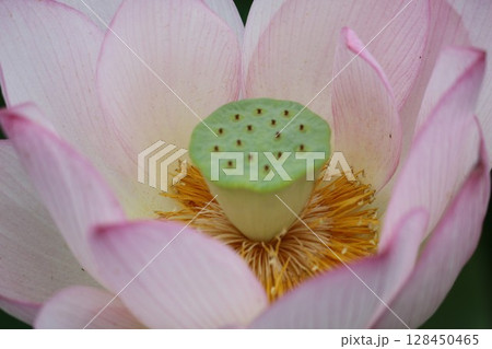 厳かに咲く蓮の花　夏の日 128450465