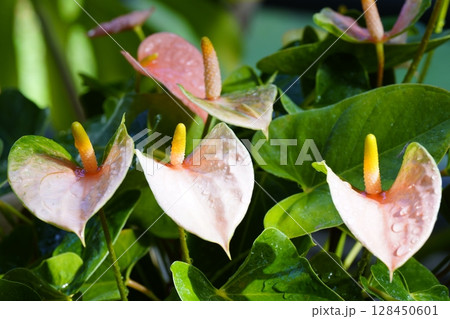 アンスリウム　 128450601