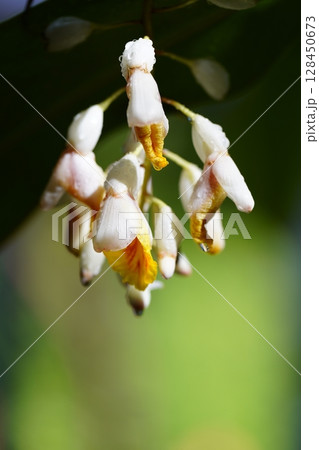 ゲットーの花 128450673