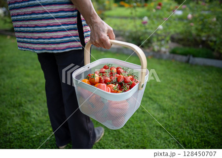 Farmer with rural tomatoes crate in garden. Harvesting ripe tomatoes, plant care, self sufficiency Farmer with rural tomatoes crate in garden. Harvesting ripe tomatoes, plant care, self sufficiency 128450707