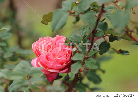 荒尾市 おもやい市民花壇 バラの花、 荒尾市 おもやい市民花壇 バラの花、 128450827