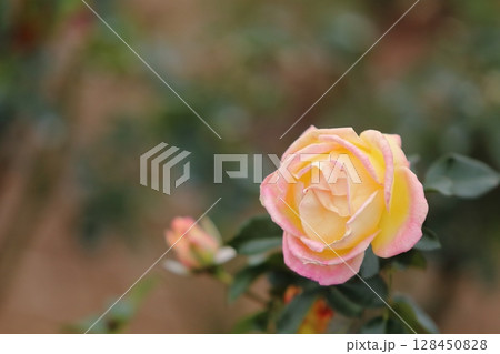 荒尾市 おもやい市民花壇 バラの花、 荒尾市 おもやい市民花壇 バラの花、 128450828