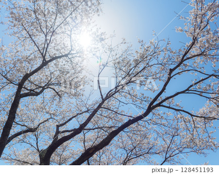 桜と逆光 128451193