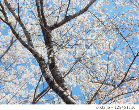 満開の桜を見上げて 128451516