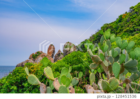 (佐賀県唐津市)ウチワサボテンと湊の立神岩 (佐賀県唐津市)ウチワサボテンと湊の立神岩 128451536
