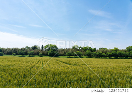 麦畑の成長の定点撮影6-1、2025.5.14出穂後の成長 麦畑の成長の定点撮影6-1、2025.5.14出穂後の成長 128451732
