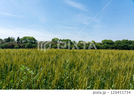 麦畑の成長の定点撮影6-3、2025.5.14出穂後の成長 128451734