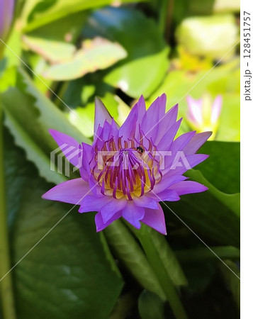 Photo of lotus in pond 128451757