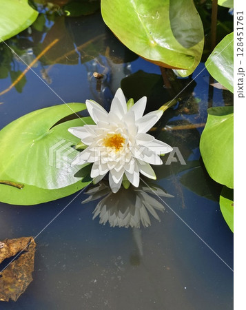 Photo of lotus in pond 128451761