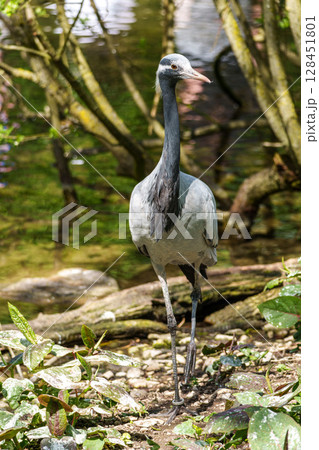Demoiselle Crane, Anthropoides virgo are living in the bright green meadow during the day time Demoiselle Crane, Anthropoides virgo are living in the bright green meadow during the day time 128451801