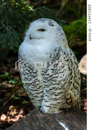 The Snowy Owl, Bubo scandiacus is a large, white owl of the owl family 128451808