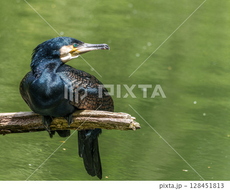 The great cormorant, Phalacrocorax carbo sitting on a branch 128451813