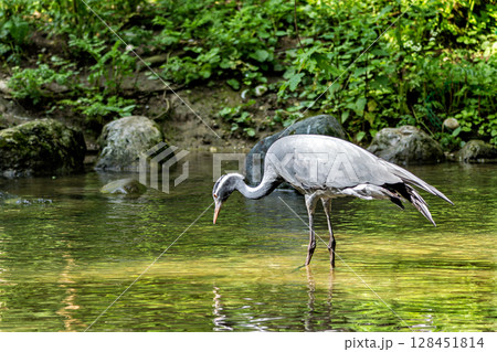 Demoiselle Crane, Anthropoides virgo are living in the bright green meadow during the day time Demoiselle Crane, Anthropoides virgo are living in the bright green meadow during the day time 128451814