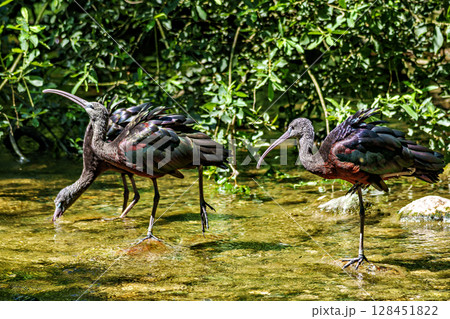 Glossy ibis, Plegadis falcinellus in a german nature park 128451822