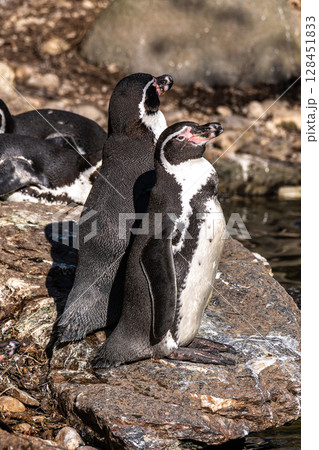 Humboldt Penguin, Spheniscus humboldti in a park 128451833