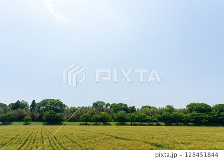 麦畑の成長の定点撮影7-1、2025.5.20色づき始める 麦畑の成長の定点撮影7-1、2025.5.20色づき始める 128451844