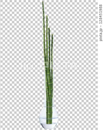 Horsetail Reed (Equisetum hyemale) Tall, slender, bamboo-like stalks in a minimalist glass vase with water or a narrow ceramic pot, 128451988