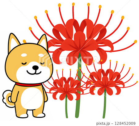 美しい真っ赤な曼珠沙華としばいぬ 128452009