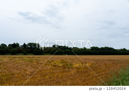 麦畑の成長の定点撮影8-3、2025.5.29完熟 麦畑の成長の定点撮影8-3、2025.5.29完熟 128452024