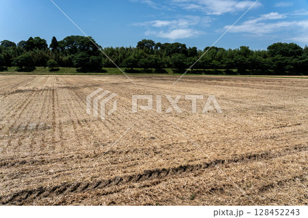 麦畑の成長の定点撮影10-1、2025.6.18刈り取りの後 麦畑の成長の定点撮影10-1、2025.6.18刈り取りの後 128452243