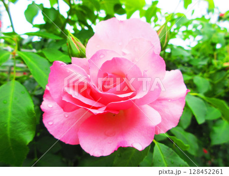 伊奈町制施行記念公園のバラまつり（ピンク色のバラ） 128452261