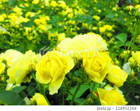 伊奈町制施行記念公園のバラまつり（黄色の満開のバラ） 128452268