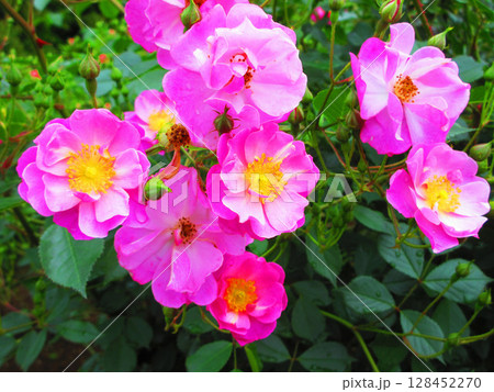 伊奈町制施行記念公園のバラまつり(ピンク色の小さめのバラ) 伊奈町制施行記念公園のバラまつり(ピンク色の小さめのバラ) 128452270