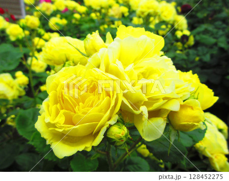 伊奈町制施行記念公園のバラまつり（黄色い華やかな感じのバラ） 128452275