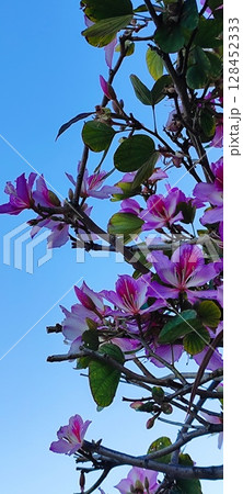 Blooming Hong Kong orchid tree with pink flowers. Branch with purplish pink orchid-like flowers and green leaves. Blooming Hong Kong orchid tree with pink flowers. Branch with purplish pink orchid-like flowers and green leaves. 128452333