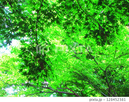 新緑のイロハモミジで一部シルエットになっている風景 128452381