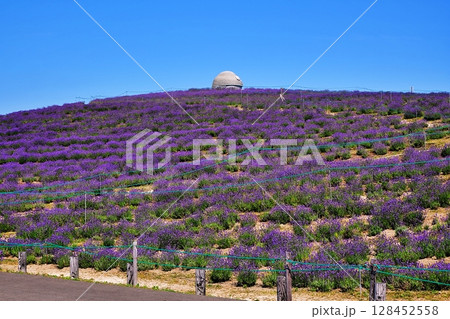 ラベンダーの丘の風景 128452558