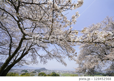 満開の桜と青い空 明日香村甘樫丘 満開の桜と青い空 明日香村甘樫丘 128452568
