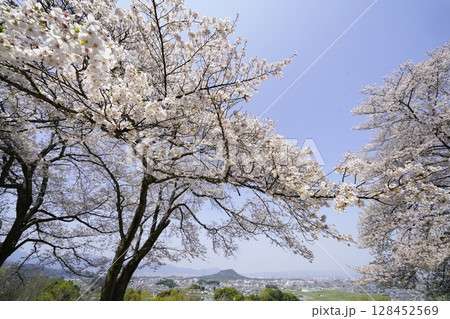 満開の桜と青い空 明日香村甘樫丘 満開の桜と青い空 明日香村甘樫丘 128452569