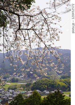満開の桜と青い空　明日香村甘樫丘 128452572