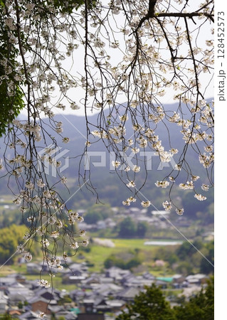 満開の桜と青い空 明日香村甘樫丘 満開の桜と青い空 明日香村甘樫丘 128452573