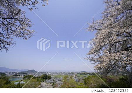 満開の桜と青い空　明日香村甘樫丘 128452583